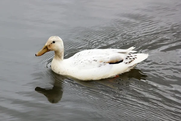 Pato blanco nadando en el tranquilo agua de un estanque en Francia —  Fotos de Stock