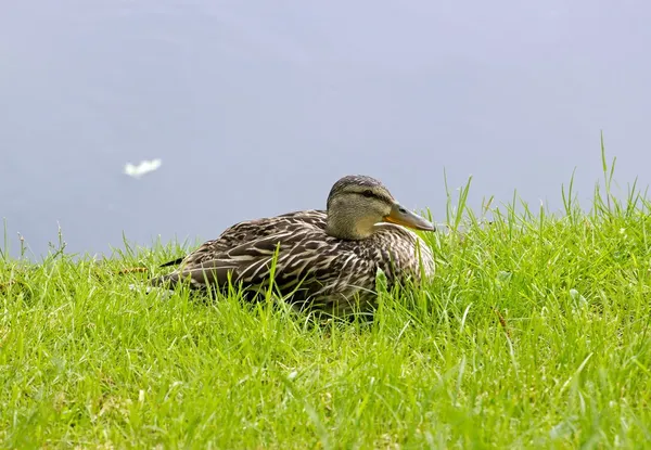 Female mallard on the grass, pond in France — Stock Photo, Image