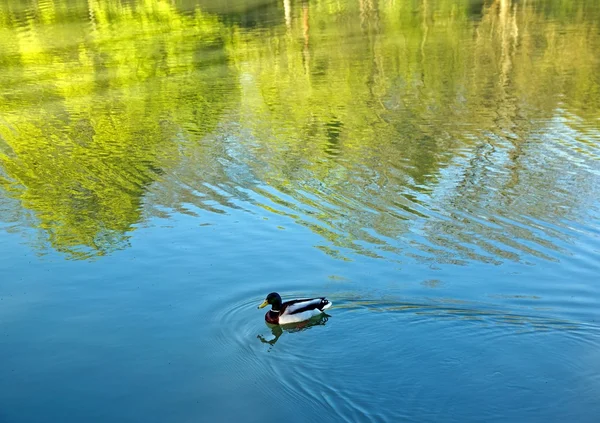 Mallard duck en de reflectie van bomen, de meditatieve vrede — Stockfoto