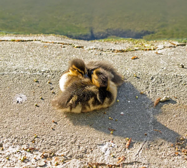 Brotherhood of ducklings, small mallards (France) — Stock Photo, Image