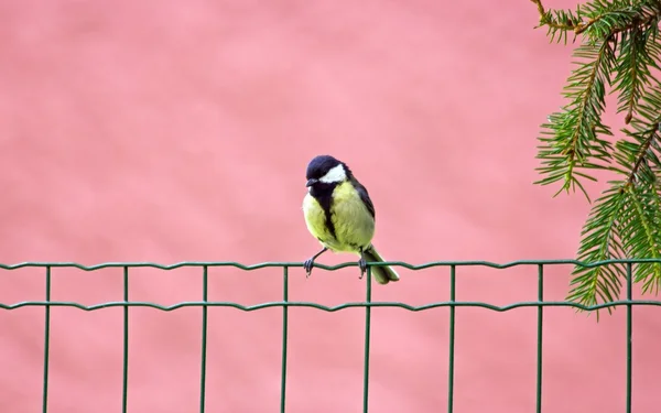 Tit on pink bottom, un jardín en Francia — Foto de Stock