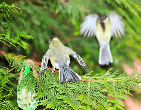 Tit defending its food, the leak of the intruder (France) — Stock Photo, Image