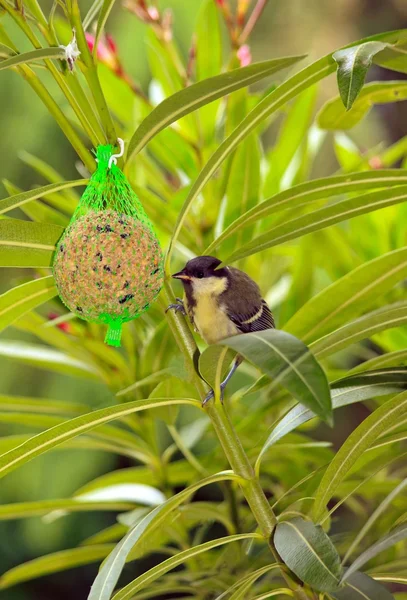 Tit near its ball of fat and seeds France Europe — Stock Photo, Image