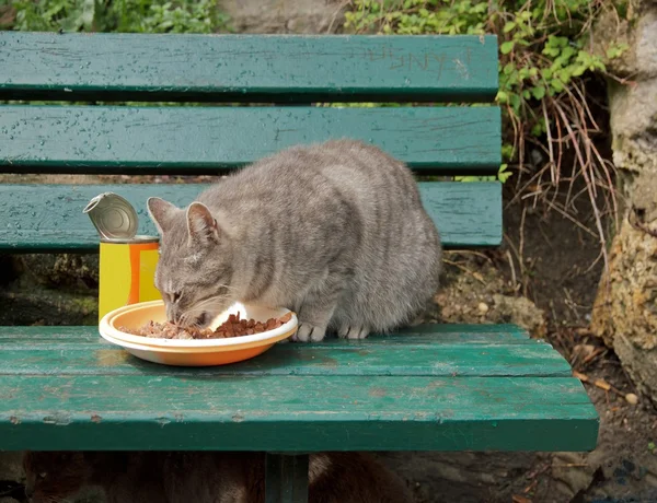 Övergiven katt matas på en bänk, paris Frankrike Royaltyfria Stockfoton