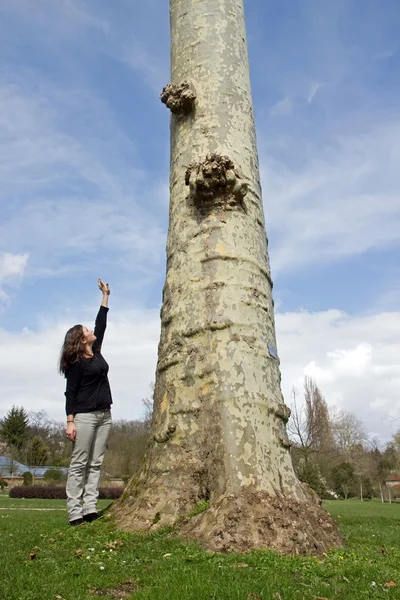 Grande come un albero, raggiunge la cima Immagine Stock