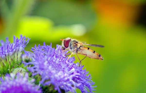 Syrphidae, hoverfly, syrphe στο μανίκι του αέρα, η γεύση της γύρης Γαλλία, Ευρώπη — Φωτογραφία Αρχείου