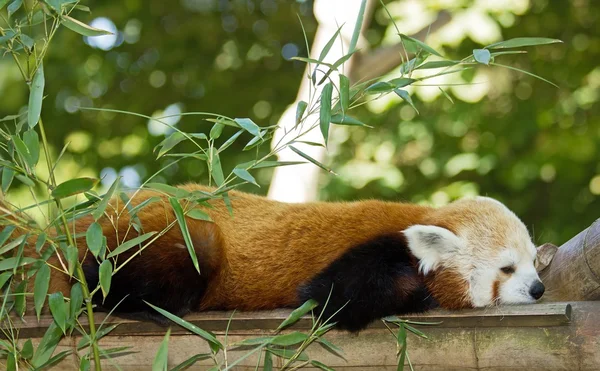 Tupplur av röd panda — Stockfoto