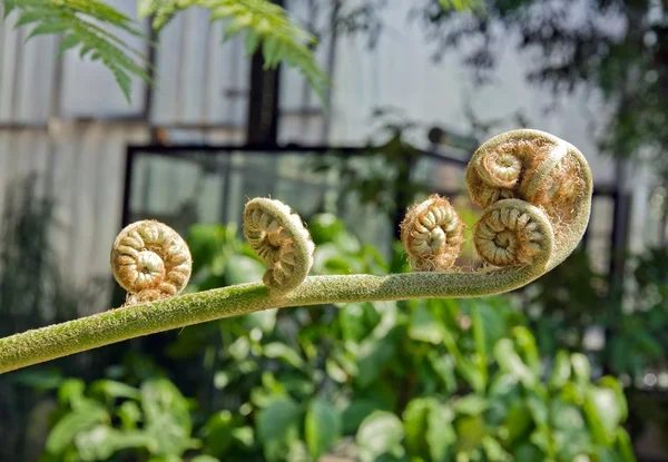 Tree fern, the details of spirals — Stock Photo, Image