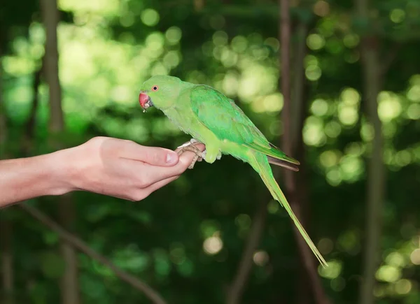 El periquito de collar ponen a la mano, comiendo las semillas (Francia ) — Foto de Stock