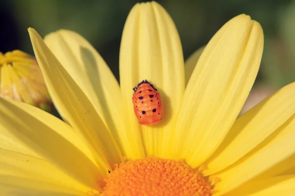 Ninfa de mariquita sobre flor amarilla (Francia Europa ) — Foto de Stock