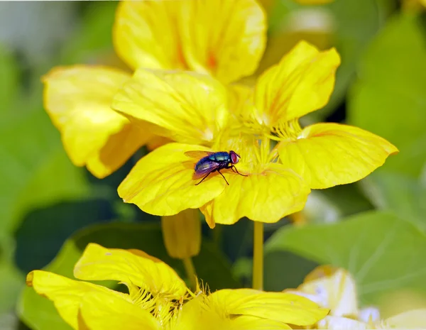 Volar sobre flor amarilla, durante un verano (Francia Europa ) — Foto de Stock