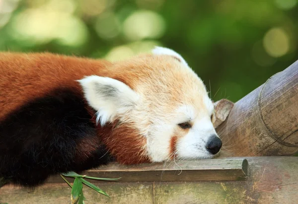Röd panda med en liten tupplur — Stockfoto