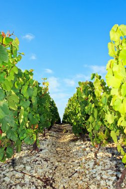 üzüm bağları, yakın kayalık yol bağ chablis (Burgonya, Fransa)
