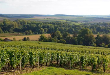 Vineyard of the hillsides of Chablis (Burgundy France) clipart