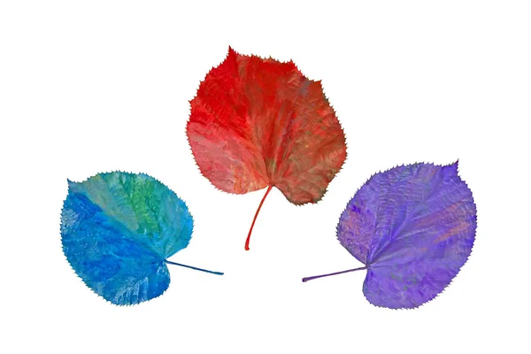 Fantazyjne kolory, kolory jesieni, nieprawdopodobne — Zdjęcie stockowe