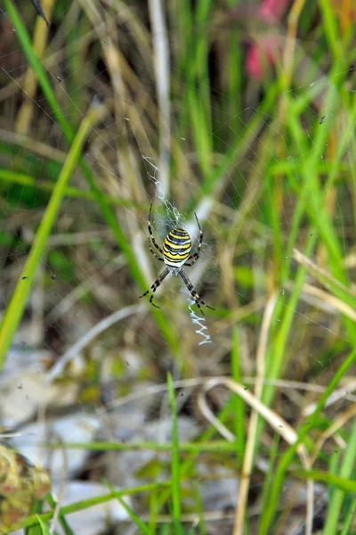 Spinnenargiope, schwarz und gelb (franz europa) — Stockfoto