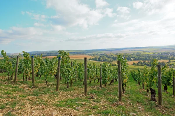 Vingårdar, chablis Bourgogne Frankrike — Stockfoto
