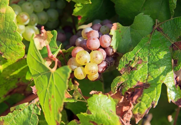 Виноград, виноградник схилах Шаблі (бордовий Франції) Стокове Зображення