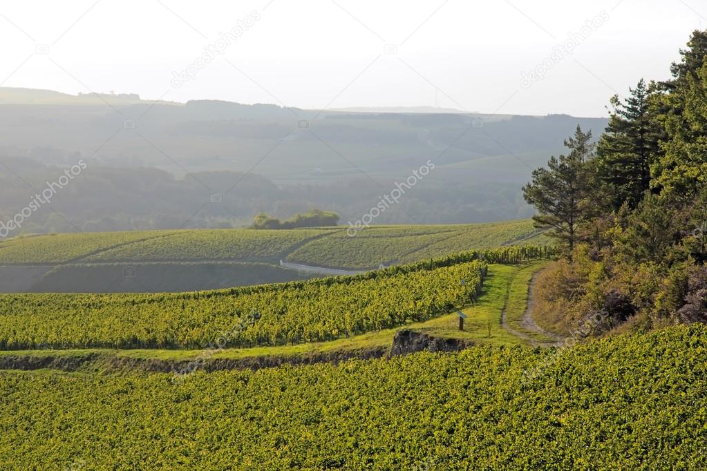 Landscape of vineyards near of Auxerre (vines of Chablis Burgundy France)
