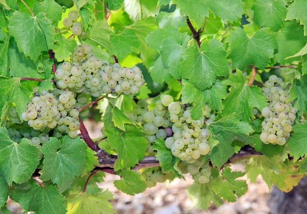 Szőlő, szőlő, a hegyoldalon chablis Burgundia Franciaország — Stock Fotó