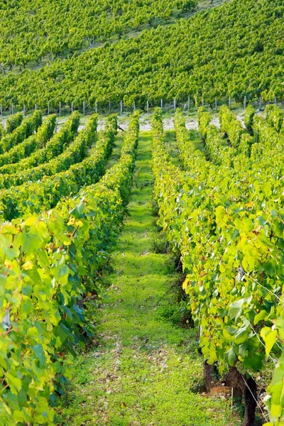 Vinhedos perto de Auxerre, vinhas da Borgonha (França ) — Fotografia de Stock