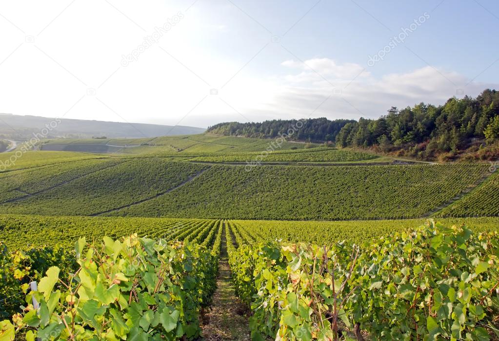 Vineyards of Chablis, vines near Auxerre, Burgundy (France)
