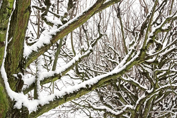Kar, kış ormanı ile kaplı ağaçların dalları — Stok fotoğraf