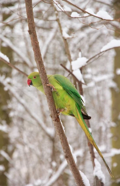 Collared parakeet in winter (France Europe) — Stock Photo, Image