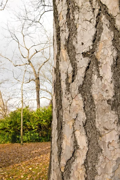 Árbol oculto, mástiles de tronco de árbol y árbol joven lejos —  Fotos de Stock