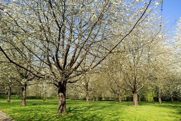 Garden of white Japanese cherry trees, the spring in flower (France) — Stock Photo, Image