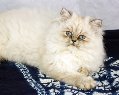 dört ay süren renk, mavi gözleri ile kedicik için İranlı bebek