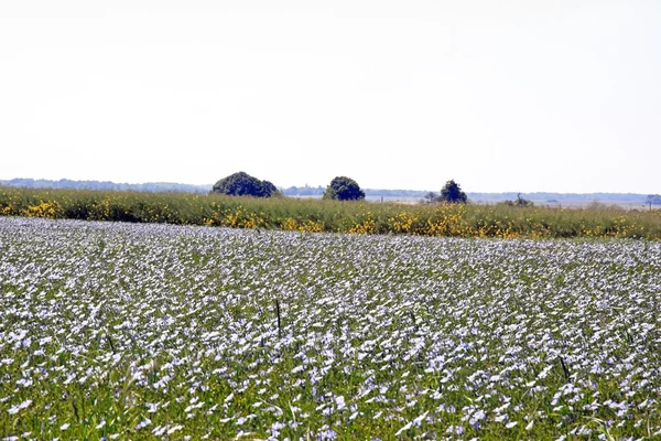 Campo de lino y colza, campo de Perchas (Francia ) — Foto de Stock