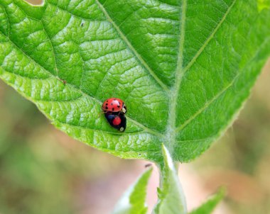 üreme döneminde kaplin Asya ladybirds