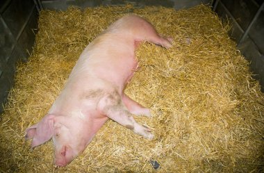 Pig put to sleep on the straw, the full light on the star clipart
