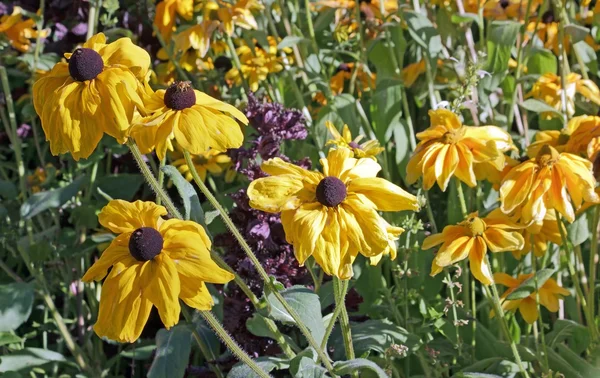 Rudbeckias dado sed por el fuerte calor del verano. Flores sobresalientes, calor demasiado fuerte y falta de agua — Foto de Stock