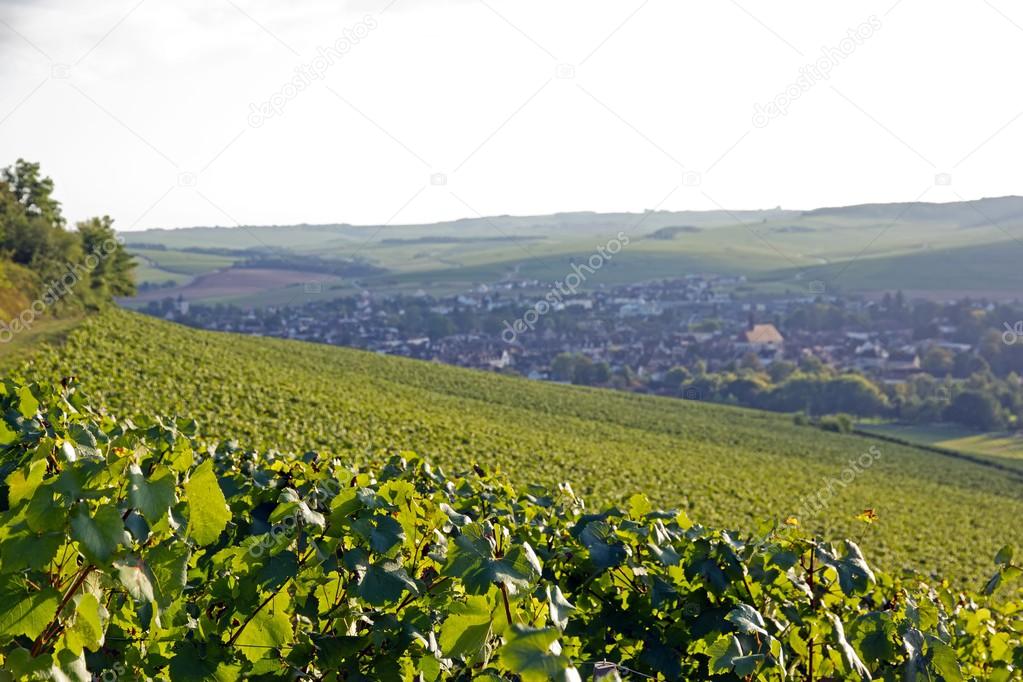 Hills of vineyards of châblis, far off the village (Burgundy France)