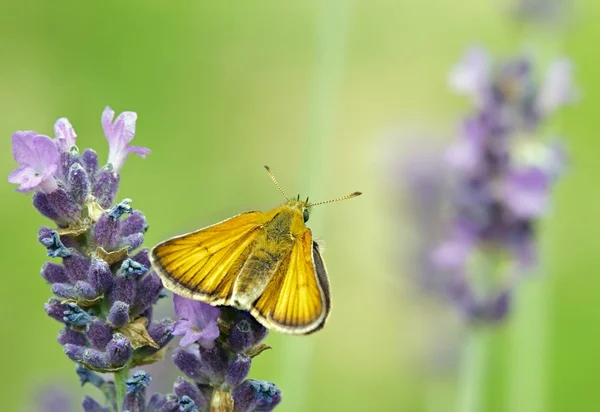 Butterfly: the sylvaine on a flower of lavender, butterfly gathering a flower in summer — Stock Photo, Image