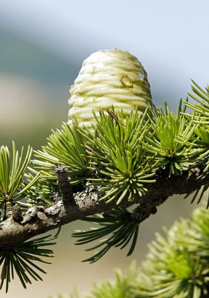 Pine cone in summer, fruit not still mature — Stock Photo, Image