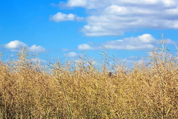 Champ de colza sur ciel bleu d'été, campagne de Bourgogne près de Dijon (France ) — Photo