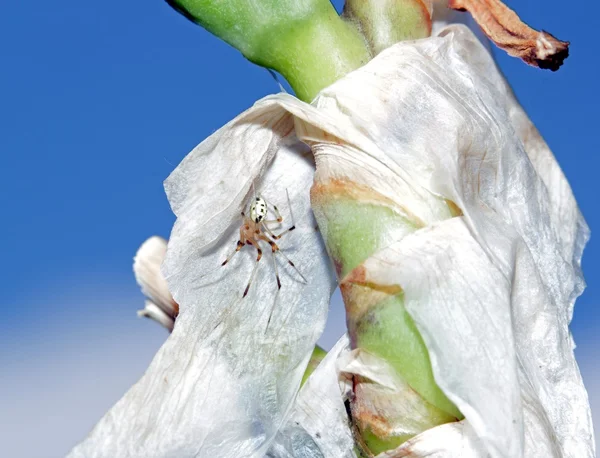 Spider on an iris cuted and faded — Stock Photo, Image
