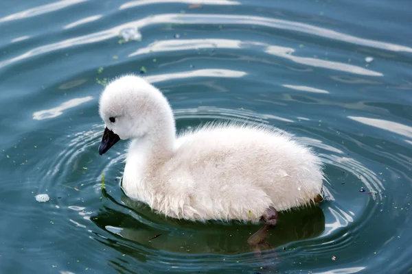 Baby swan making wavelets in the water — Stock Photo, Image