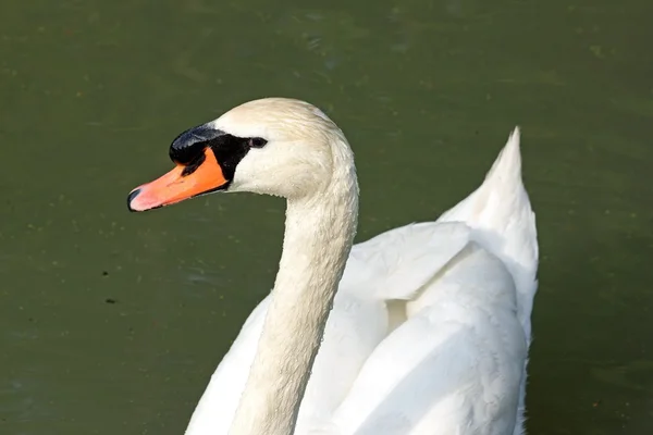 Portrait of majestic swan, swan on a black background — Stock Photo, Image