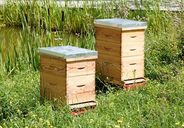 Δύο κυψέλες σε ένα λιβάδι, ένα σπίτι των μελισσών το καλοκαίρι Φωτογραφία Αρχείου