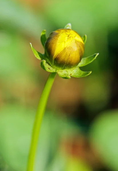 Botón de flor amarilla, rudbeckia en botón en verano . —  Fotos de Stock