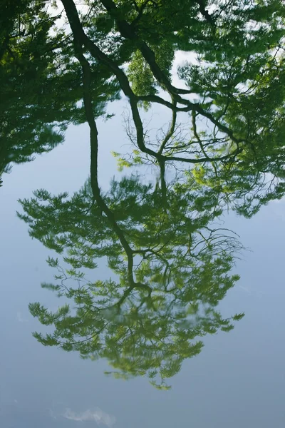 호수에 나무, 자연의 앞에 다시 비전의 반영 — 스톡 사진