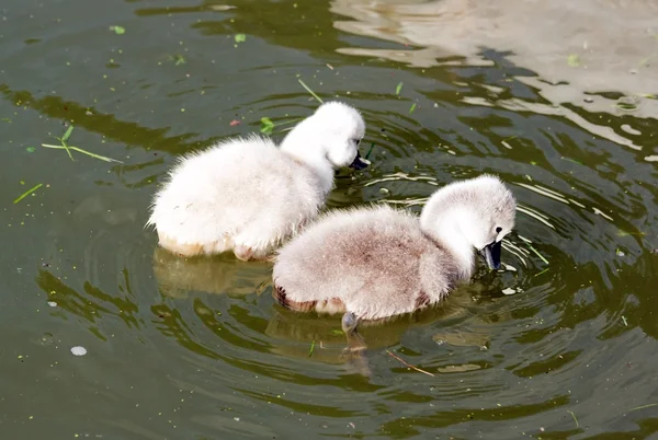 Two babies swans looking for their food in the water — Stock Photo, Image