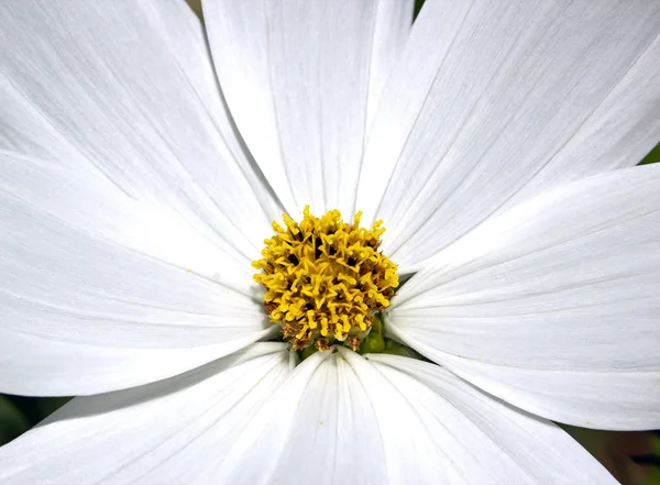 O coração de uma flor branca, pistilha de uma flor, uma foto macro — Fotografia de Stock