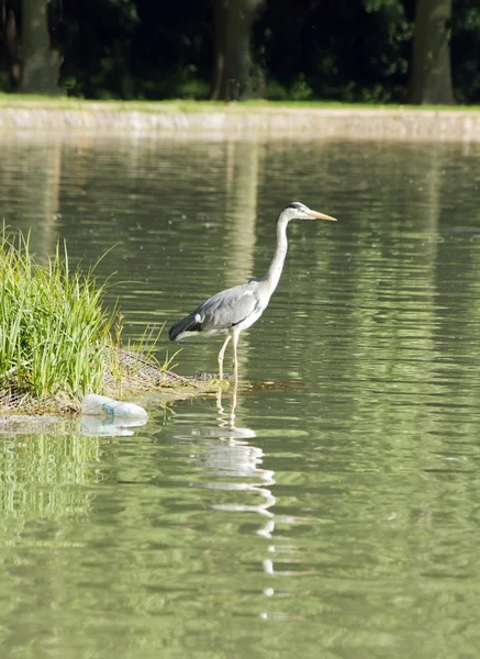 Heron raised on its legs. Pollution, a bottle in the water — Stock Photo, Image