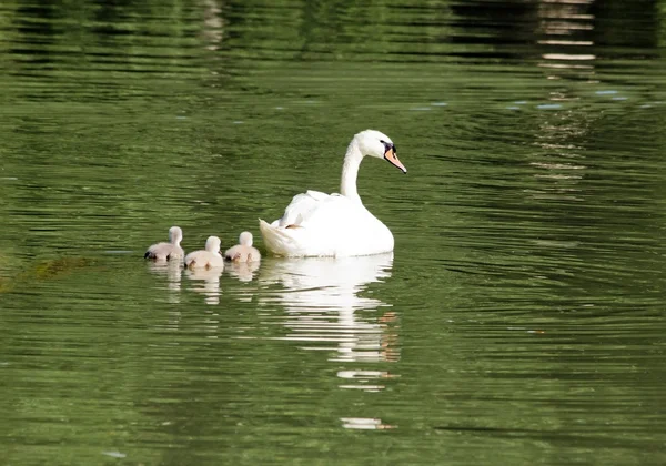 Female swan and its youngs, a walk in family — Stock Photo, Image