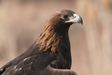 Altın kartal, Kuzey Yarımküre 'de yaşayan bir yırtıcı kuş türüdür. Bu en yaygın kartal türüdür. Tüm kartallar gibi o da Accipitridae ailesine ait..